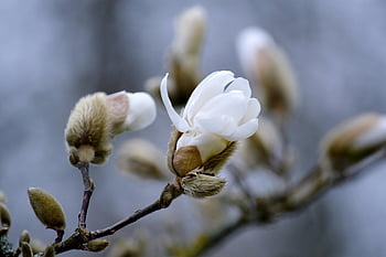flower, bud, magnolia, blossom, bloom, blooming Branch, shrub, ornamental Shrub, magnolia Stellata, spring Awakening, nature