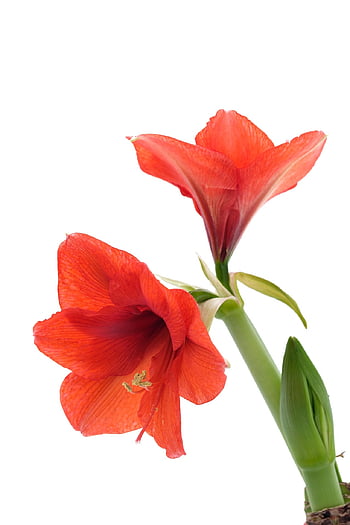 amaryllis, flowers, red Flowers, blooming Flowers, nature, flower Wallpaper, beautiful Flowers, amaryllidaceae, flower Background, hippeastrum, isolated