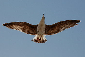 bird flying, seagull in flight, low angle view, clear blue sky, freedom, wildlife photography, avian photography, nature scene, bird wings, sky backdrop, flight freedom