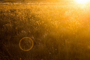 travnaté hřiště, západ slunce, odlesk objektivu, teplé tóny, Slunce zalité pole, venkovní fotografie, přírodní krajina, zlatá hodina, fotografování v terénu, přírodní scéna, krajinářské fotografie