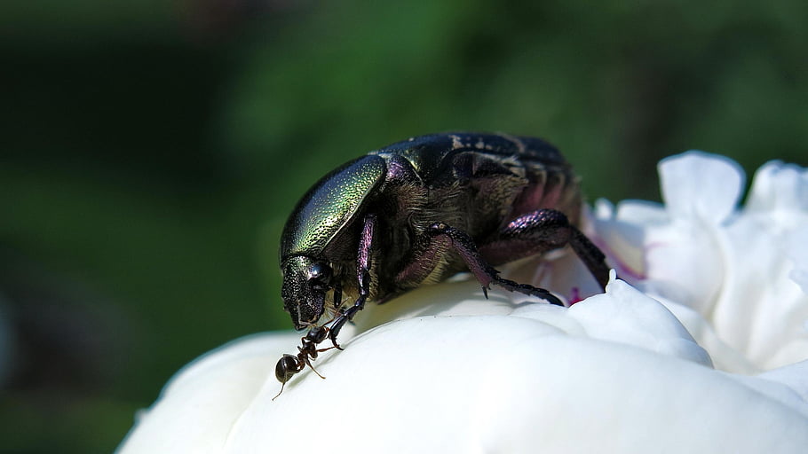 european Rose Chafer, insect, common Rose Chafer, nature, close Up, macro, cetonia Aurata, goldglänzende Rosenkäfer, gemeine Rosenkäfer, grüner Käfer