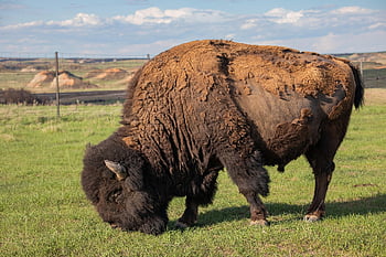 buvol, bizona, Severní Dakota, badlands, Amerika, volně žijících živočichů, zvíře, Příroda