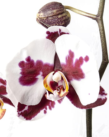 Detailní orchideje, Vibrující Phalaenopsis, Exotické bílé okvětní lístky, fialové okvětní lístky, Detailní květiny, Květy orchidejí, květinové fotografie, bílé a fialové orchideje, detailní záběr květin, orchidej detail, exotické květiny