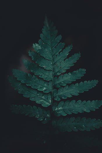 leaves, foliage, plants, dew Drops, green, wet, rain, nature, forest, leaf, brown