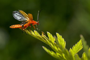 赤、 葉、 マクロ、 肖像画、 世界、 自然、 甲虫、 飛ぶ、 緑色、 黄、 工場