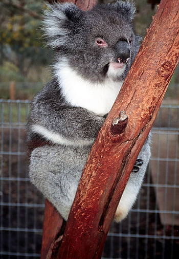 Medvídek koala, Austrálie, zoo, dolů pod, eukalyptu, vačnatec, koala, keř, outback, savec, lesní požáry