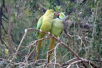 pták, andulka, zelená, tropický, Papoušek, fauna, Příroda, růže-kroužil papoušek, psittacula krameri, prsten-hrdlem papoušek, rajasthan