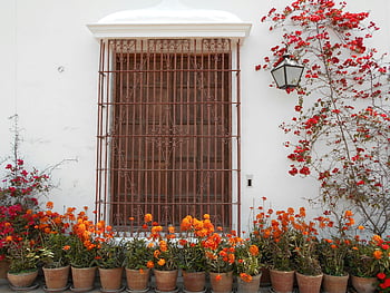 Brown Metal Window Frame, Flowers, Colorful flower pots, red blooms, orange blooms, traditional Peruvian window, wrought iron grille