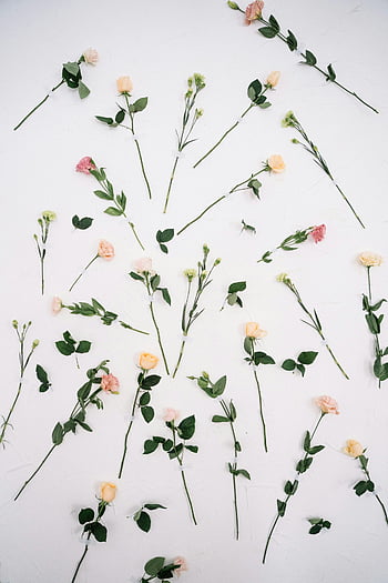 plano, flores de tallo largo, tallos de rosa surtidos, superficie blanca, diseño floral elegante, diseño floral minimalista, Tallos de rosas, arreglo floral, fotografía plana laica, Fondo blanco, composición floral
