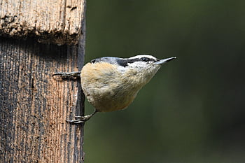 bird, red-breasted Nuthatch, wings, nature, wildlife, birdwatching, animals, outdoor, avian, naturelovers, washington