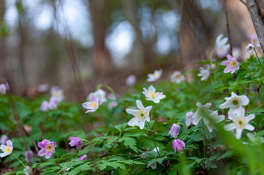 flower, flower Background, plant, beautiful Flowers, wood Anemones, flower Wallpaper, wildflowers, forest, flora, nature
