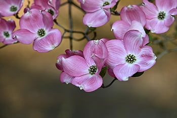 cornus, boom, bloesems, Cornus Florida, de lente, bloeien, natuur, tak, tuin-, roze, bloeiende tak