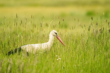 stork, meadow, bird, nature, animal, bill, white Stork, plumage, feathers, fauna, animal World