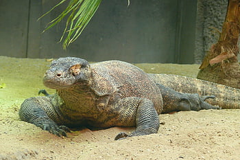 varan komodský, plaz, zvíře, monitor ještěrka, komodo monitor, volně žijících živočichů, zoo, Příroda