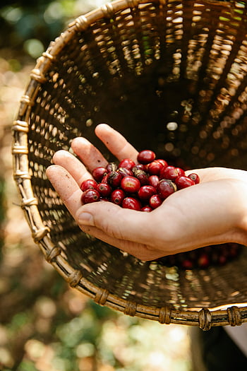 coffee berries, ripe coffee cherries, wicker basket, close-up hand, coffee harvest, red coffee beans, coffee farming, coffee cherries, coffee production, coffee picking, gardener hand