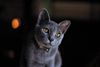 russian Blue Cat, cat, pet, gray Cat, animal, domestic, hybrid, feline, nature, cute, whiskers