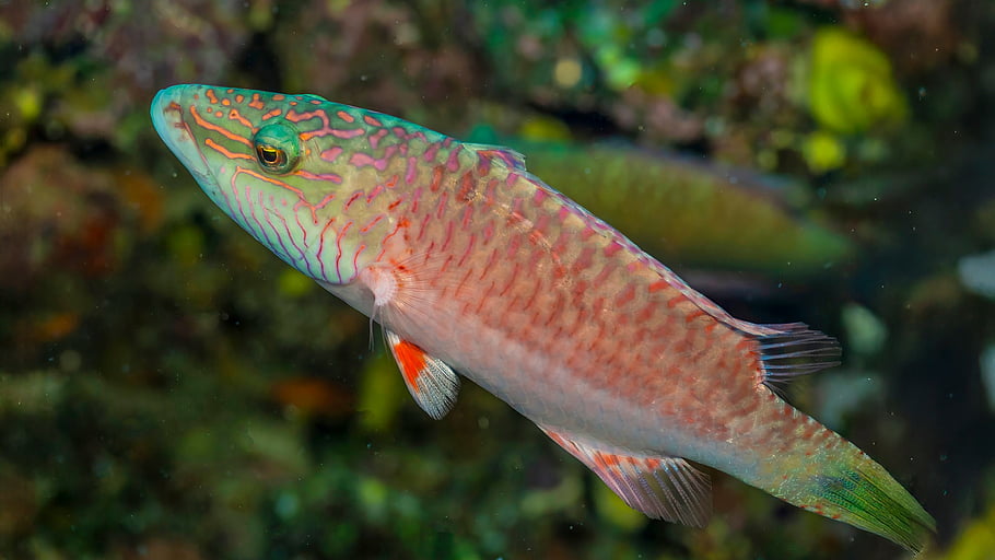 fiji, underwater, diving, reef, animal, ocean, water, scuba, pacific, wildlife, nature