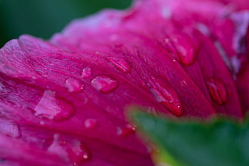 macro, flower, rain, droplets, weather, climate, nature, outdoors, garden, pretty, petals
