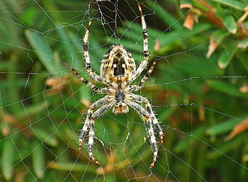 spider, arachnid, spider Web, cobweb, web, orb, weaver, insect, bug, arachnophobia, nature