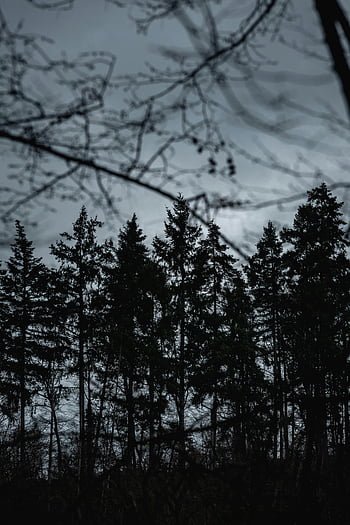 forest at dusk, atmospheric silhouette, tall trees, dusk sky, forest silhouette, evening forest, dusk forest, tree silhouettes, natural landscape, twilight forest, dusk atmosphere