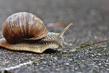 snail, animal, mollusc, snail Species, wildlife, mollusk, nature, close Up