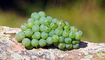 struguri, fructe, alimente, copt, struguri coapte, proaspăt, struguri proaspeți, recolta, legume și fructe, organic, fructe proaspete