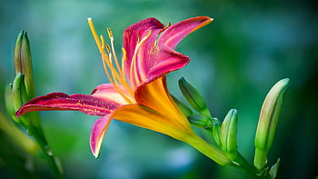 pink and yellow lily, closeup photo, vibrant daylily, nature's colorful beauty, blooming flower, floral photography, garden flowers, daylily bloom, pink petals, yellow stamens, nature closeup