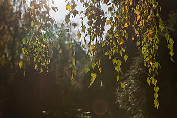 listy, podsvícení, Příroda, listnatý strom, podzim, Bříza