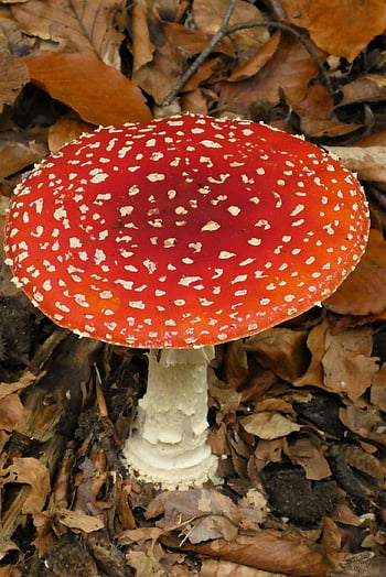 fly-agaric-nature-autumn-fungus-mushroom-mycology-hat-red-with-white-dots-red-and-white-dots-thumbnail.jpg