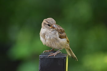 pták, Vrabec, mladý, Místní ptáci, volně žijících živočichů, pozorování ptáků, zvíře, peří, portrét, pěnkava, dítě pták