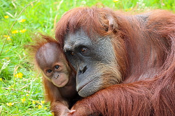 Zoo, versengen, Orang-Utan, Primas, Affe, Tier, Säugetier, Natur, Tierwelt, wild, Urwald