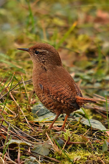 pták, vrabec pták, pero, okřídlený, zvíře, fauna, divoký, Sparrow-like, Příroda