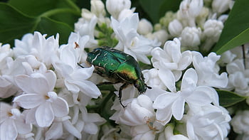 장미 벌레, 흰 꽃, 일반적인 로즈 Chafer, 정원, 자연, 꽃, 닫다, 플라이어, Weiße Blüten, Goldglänzende Rosenkäfer, Gemeine Rosenkäfer