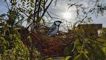 bird On Nest, bird, nest, rain, raindrops, japanese Tit, oriental Tit, passerine Bird, animal, wildlife, fauna