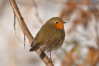 ロビン、 鳥、 鳴き鳥、 閉じる、 バードウォッチング、 雪、 冬、 自然、 動物、 野生動物