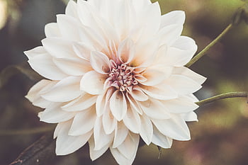 makro, blomst, baggrund, blomster, tæt på, kronblade, farverig, plante, flor, blomstre, tapet