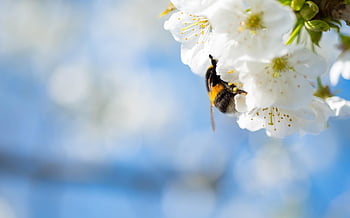 cherry Blossom, bumblebee, cherry, blossom, beautiful Flowers, spring, sakura, bloom, nature, flower Wallpaper, flower Background