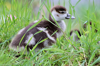 chick, goslings, nilganskin, egyptian Goose, gosling, fluff, meadow, water Bird, young, cub