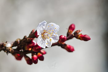 apricot Flowers, apricot Blossoms, blossoms, fruit, prunus Armeniaca, apricot Tree, nature, spring