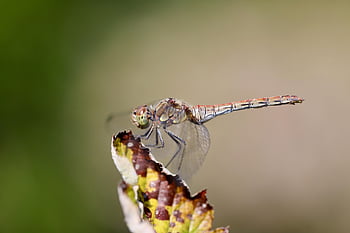 dragon-fly, darter, insect, wildlife, nature, sympetrum Striolatum, sailing Dragonfly, dragonflies