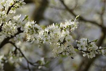 plum Blossoms, plum Flowers, plum Tree, beautiful Flowers, flower Wallpaper, flowers, common Plum, flower Background, spring, prunus Domestica, nature