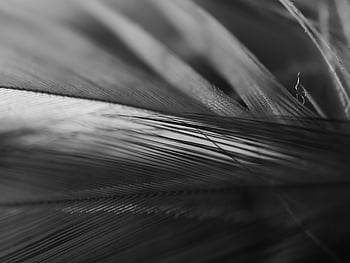 black feather, macro shot, black and white, feather close-up, intricate detail, macro photography, feather texture, black feather texture, feather pattern, close-up image, black feather macro