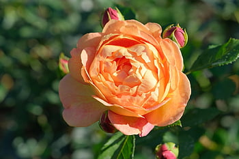 flower, rose, petals, plant, colourful, macro, flora, hd Wallpaper, close-up, wallpaper, background