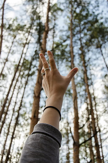 手に届く空、 背の高い松の木、 穏やかな森、 自然とのつながり、 森の設定、 手を差し伸べる、 ネイチャーコネクション、 松の木、 穏やかな環境、 手のジェスチャー、 森の風景