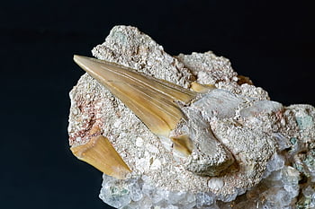 shark Tooth, fossil, petrified, paleontology, it Was Geological, miocene, fossilization, animals, natural Science, museum, pentax K30