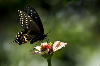 butterfly, insect, garden, summer, detail, bug, wings, nature, colorful, wild, outdoor