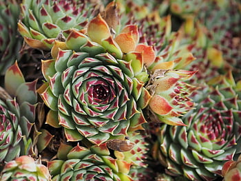 houseleek, plant, sempervivum, stone Rose, nature, succulent
