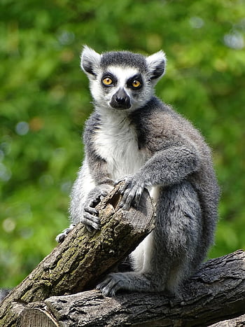lemur, animal, ape, wildlife, zoo, cute, mammal, nature, primates, portrait