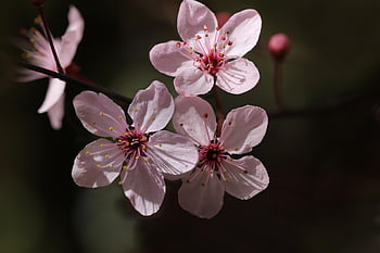 cherry Plum, ornamental Plum, plum Blossoms, flowering Branch, blossom, pink Flowers, spring, bloom, botany, blooming Branch, nature