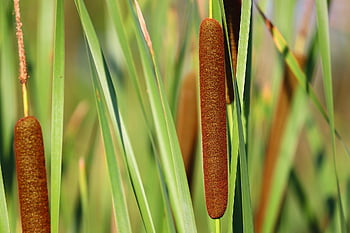 cattail, Typha, reed, græsser, mose plante, shore plante, plante, flora, natur, humør, tæt på
